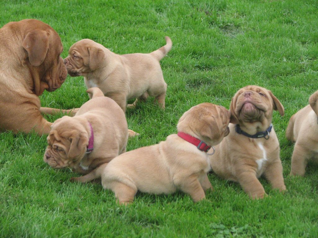 chiot Dogue de Bordeaux Des Drakkars De Ragnar